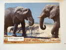 Namibia Ethosa National Park - Elephant - D68924 - Elefanten