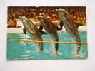 Dolphin Dolphinarium -Harderwijk Holland  - D68963 - Delfines