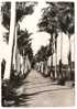 971 - CPSM G. F. - GUADELOUPE - L'Allée Dumanoir à Capesterre - Royal Palm Trees Along Side Road Leading To Badsse-Terre - Basse Terre