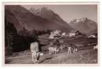 SWITZERLAND - Guarda,  Pansion Craista And Cows - Guarda