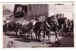 GERMANY - Bad Tölz , Horse Tandem, No Stamps - Bad Tölz