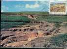 TRANSKEI  CARTE MAXIMUM NUM.YVERT 163 LUTTE CONTRE L EROSION CONSERVATION DES SOLS - Transkei