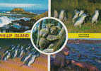 PHILLIP ISLAND - Sonstige & Ohne Zuordnung