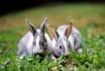 A71-24   @     Rabbits  , ( Postal Stationery , Articles Postaux ) - Konijnen