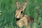 A71-25   @     Rabbits  , ( Postal Stationery , Articles Postaux ) - Rabbits