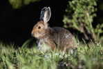 A71-48   @    Rabbits    , ( Postal Stationery , Articles Postaux ) - Konijnen
