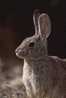 A71-50   @    Rabbits    , ( Postal Stationery , Articles Postaux ) - Rabbits