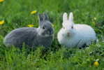A71-51   @    Rabbits    , ( Postal Stationery , Articles Postaux ) - Konijnen