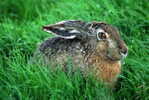 A71-59   @        Rabbits     , ( Postal Stationery , Articles Postaux ) - Konijnen