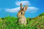 A71-60   @        Rabbits     , ( Postal Stationery , Articles Postaux ) - Rabbits