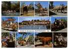 SWITZERLAND - Rapperswil, Knie's Childern Zoo, Mosaic Postcard, Year 1968 - Rapperswil-Jona