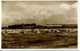 SUFFOLK - FELIXSTOWE - THE CARAVAN CAMP RP  Suf103 - Altri & Non Classificati