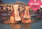 HIPPOPOTAMES - ON T´AIME OU EST LE PROBLEME - Hippopotames