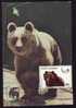 Bear Ours MAXICARD MAXIMUM CARD 1982 PERSONAL REALIZATION RARE! - Beren