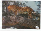 PO9219# Stereoscopica - LEOPARDO  No VG - Stereoscope Cards