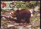Romania 1983 MAXICARD Maximum Card Animals BEARS OURS. - Beren