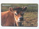 Cow. - [ 7] Jersey Und Guernsey