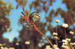 Australia 1978 Pre-Stamped Postcards Series II 20c Kangaroo Paw - See 2nd Scan - Postal Stationery