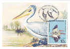 Protected Fauna Of The Danube ,birds Pelican,2006 Maxi Card,carte Maximum - Romania. - Pelícanos