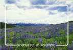 Springtime In Big Horn Mountains Wyoming - Other & Unclassified