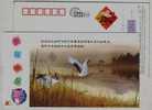 Wetland Red-crowned Crane Bird,China 2008 Jiangsu New Year Greeting Postal Stationery Card - Kranichvögel