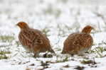 Grey Partridge  Bird    , Postal Stationery -Articles Postaux  (A68-53) - Grey Partridge