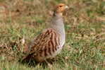 Grey Partridge  Bird    , Postal Stationery -Articles Postaux  (A68-56) - Perdiz Pardilla & Colín