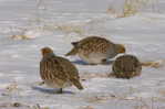 Grey Partridge  Bird    , Postal Stationery -Articles Postaux  (A68-57) - Perdiz Pardilla & Colín