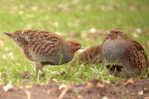 Grey Partridge  Bird    , Postal Stationery -Articles Postaux  (A68-59) - Pernice, Quaglie