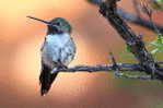 Hummingbird   Bird    , Postal Stationery -Articles Postaux  (A68-63) - Colibris