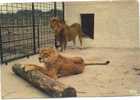 33 - Gujan Mestras : Zoo - Couple De Lions - Gujan-Mestras