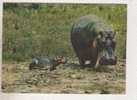 1 Cp Maman Et Bebe Hippopotame - Hippopotames