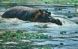 7963     Kenia  African  Wild   Life  Hippo   NV - Kenya