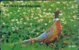 # KOREA MO9501102 Ring Hecked Pheasant 3000 Autelca 01.95 -animal- Tres Bon Etat - Korea, South