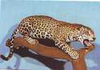 ZS3334 Animals Animaux Romania Jaguar Pantera Onca Peru Not  Used Perfect Shape - Tigri