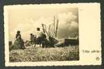 LATVIA, HAY TOSSING WITH HORSE , HAYMAKER, VINTAGE POSTCARD - Fermes