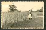 LATVIA, IN THE FARM, HARVEST , VINTAGE REAL PHOTO POSTCARD - Farms