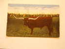 USA -TEXAS Longhorn (Steer)  -cow -ox       D69892 - Autres & Non Classés