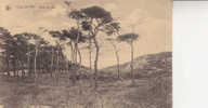 COQ-SUR-MER IN HET BOS 1910 - De Haan