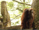 Bornean Orangutan - Oran Outan De Bornéo - Singes