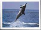 Dolphin - Dauphin - Long-snouted Spinner Dolphin (Stenella Longirostris) - A - Dauphins