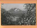 Delcampe - N050 Blick Auf Pilatus, Arbres En Fleurs.Non Circulé. Photoglob 8721 - Sonstige & Ohne Zuordnung