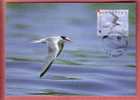 LITTLE TERN - Sterna Albifrons (Croatia Maximum Card) Petit Sterne W.W.F.  World Widelife Fund Bird Oiseau Birds Oiseaux - Cartes-maximum