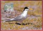 LITTLE TERN - Sterna Albifrons (Croatia Maximum Card) Petit Sterne W.W.F.  World Widelife Fund Bird Oiseau Birds Oiseaux - Maximumkaarten