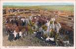 224. BRANDING CALVES IN ARIZONA 74983 CPA écrite Cowboys Vaches BOVINS - Other & Unclassified