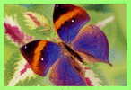 PAPILLON DANS LES FLEURS - Butterflies