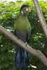 Turaco   Bird    , Postal Stationery -Articles Postaux  (A68-86) - Cuckoos & Turacos