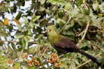 Turaco   Bird    , Postal Stationery -Articles Postaux  (A68-85) - Coucous, Touracos