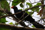 Turaco   Bird    , Postal Stationery -Articles Postaux  (A68-83) - Cuco, Cuclillos