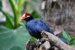 Turaco   Bird    , Postal Stationery -Articles Postaux  (A68-80) - Cuckoos & Turacos